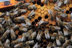 Buckfast Bienenkönigin