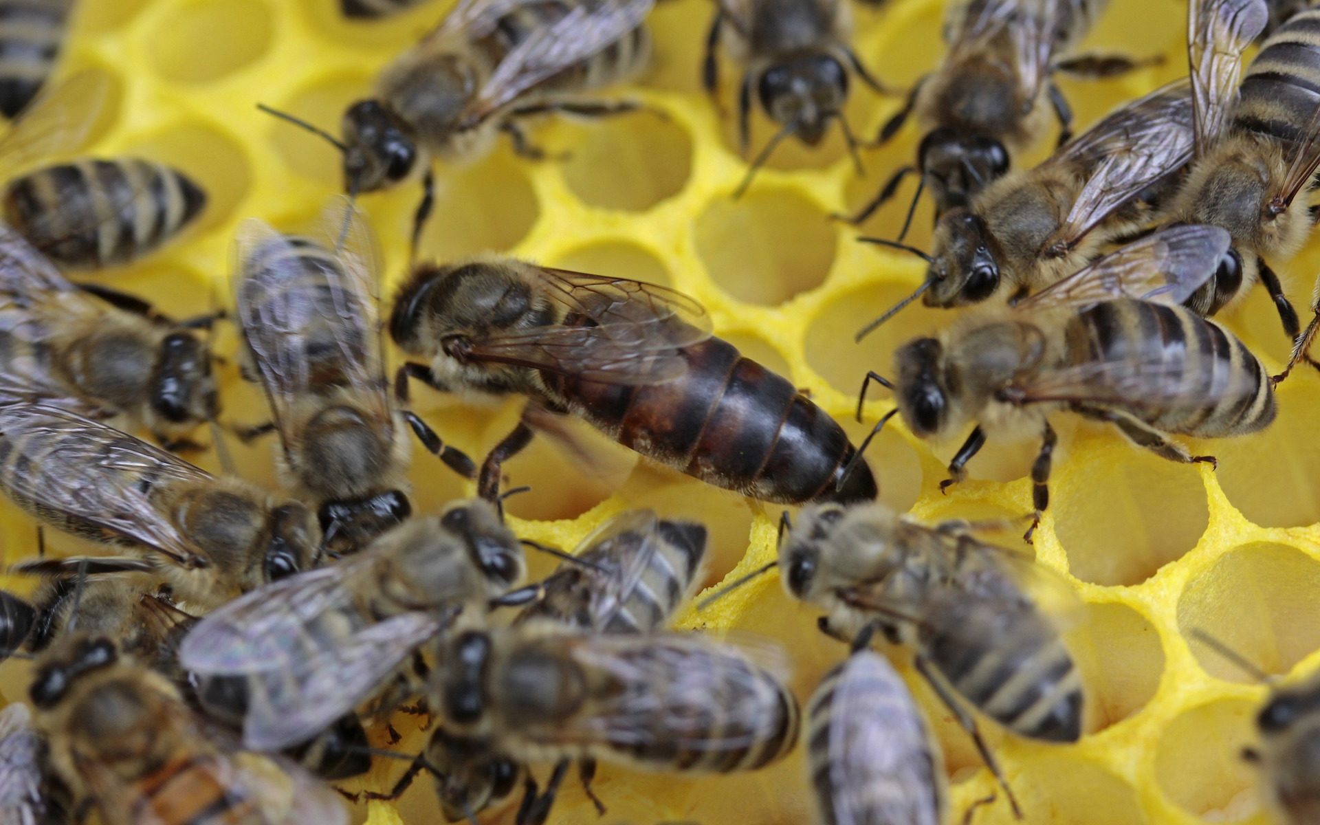 Bienenkönigin