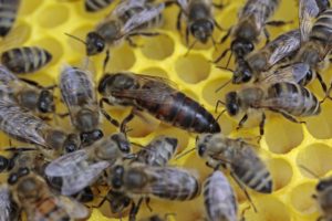 Bienenkönigin