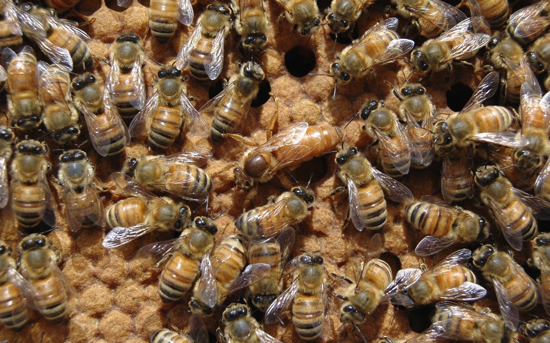 Bienenkönigin