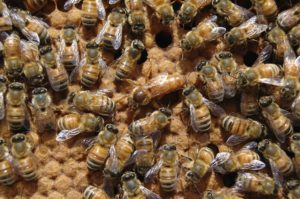 Bienenkönigin