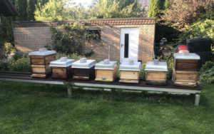Sommer in Steinheim 2019
